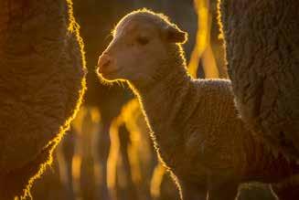 3 Photo competition yields stunning images Congratulations to Dr Franci Swart of the Western Cape Department of Agriculture, Swellendam for producing the winning image in the 2016 photo competition