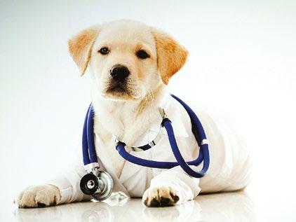 Caring for your Dog This booklet will detail the most important aspects of dog healthcare and preventative care.