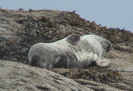 This pup is asleep alone on the haul-out site when the other seals have left the rock on the falling tide.