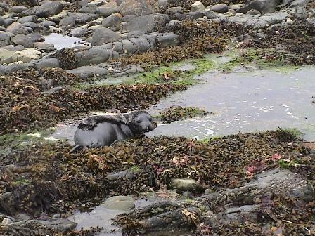 Pup Emil observed on previous tide sleeping beside a larger Lone Pup.