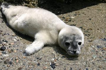Lone harbour seal pup in lanugo coat http://www.