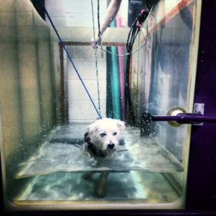 She said the most difficult part of the recovery process was keeping this energetic Westie pup quiet enough to heal.