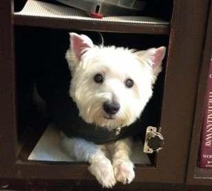 WestieMed News Page 3 DUCHESS Duchess arrived at Westie and Scottie Rescue Houston after her two moms died.