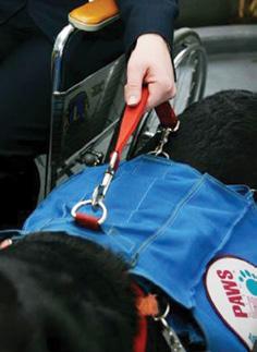 You d learn we train four types of Assistance Dogs Service, Hearing, Seizure Response and Service Dogs for Children with Autism.