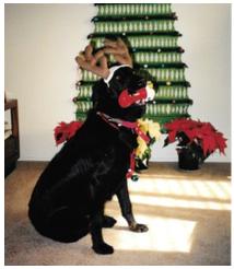 Christmas season was special when my Mother always visited and we dressed Molly in her bells and antlers (picture).