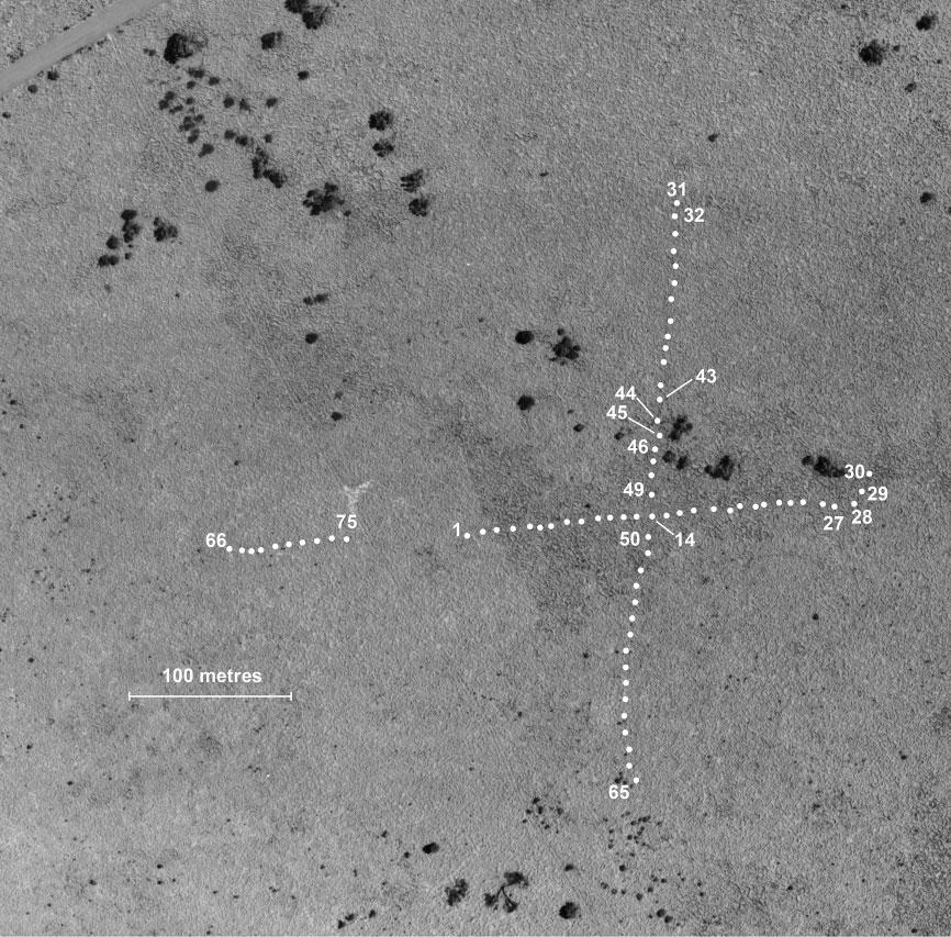 4 E. R. P IANKA A N D S. E. G O O DY EAR Fig. 1. Aerial photograph of the B-area taken on 17 February 1993. Positions of 75 pit traps shown with solid white circles, along with a scale.