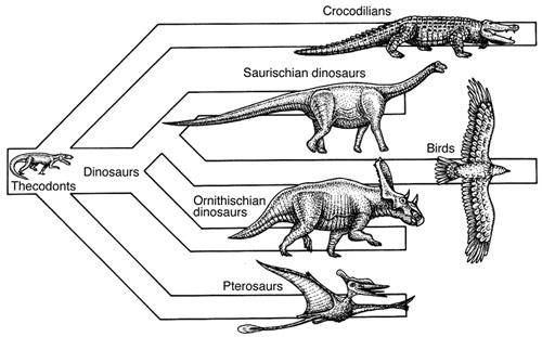 Archosaurs Archosaurs Evolution of