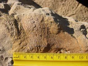 Dinosaur skin impression from North Dakota Coelophysis, a late Triassic