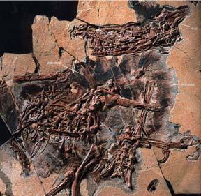 Chinese dromaeosaur skeleton