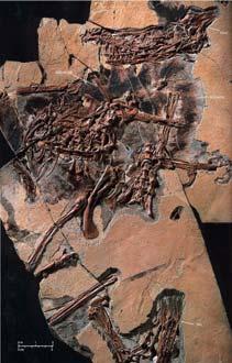 skeleton of Chinese
