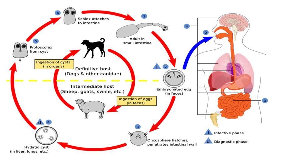 In conclusion: The lifecycle of E. granulosus involves dogs and wild carnivores as a definitive host for the adult tapeworm. Definitive hosts are where parasites reach maturity and reproduce.