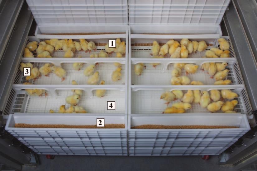 INCUBATION HUMIDITY AND BROODING TEMPERATURE 2149 Figure 2. Two HatchBrood cradles.
