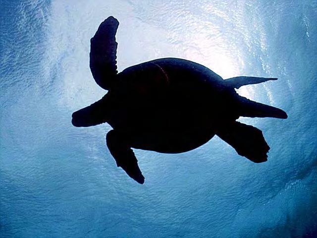 THE ISSUE 1978 - Sea turtles protected under the U.S. Endangered Species Act The incidental capture of sea turtles in trawls made illegal Southeast U.S. shrimp trawl fishery identified as primary cause of sea turtle mortality 6 species inhabit U.