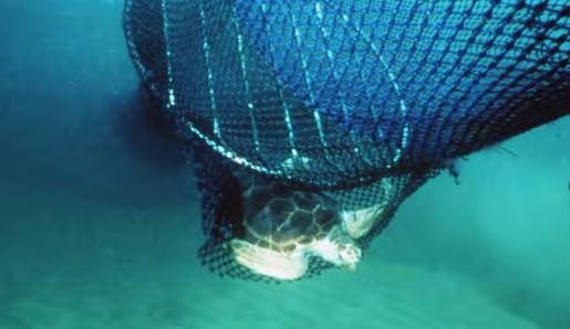 Protection of Sea Turtle with TEDs 97 to 100% exclusion of all sea turtle species captured in trawls Significant cause of mortality practically