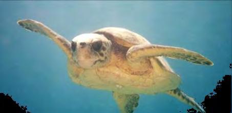 Sea Turtle Bycatch