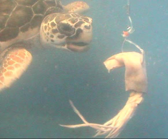 Sea Turtle Bycatch Experiment