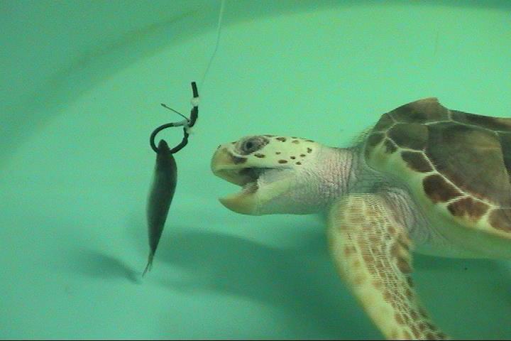 Evaluation of Injury Potential Loggerhead Sea Turtles Relating to Hook