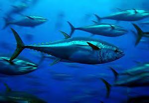 Atlantic bluefin tuna stock.