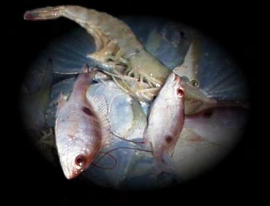 What is Bycatch? Definition is Relative to Stakeholder Fishing Community Discarded species and non-targeted species retained and sold.