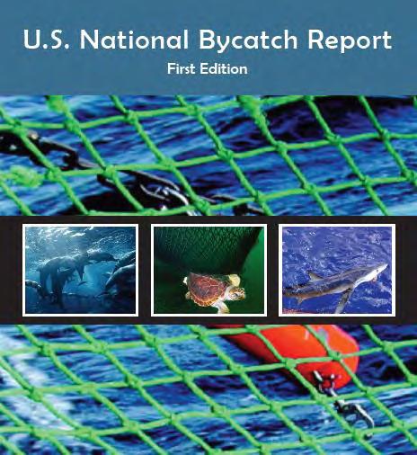 What is Bycatch?