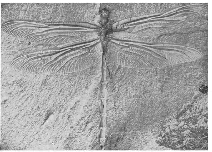 A megasecopteron from the Carboniferous of France. X.