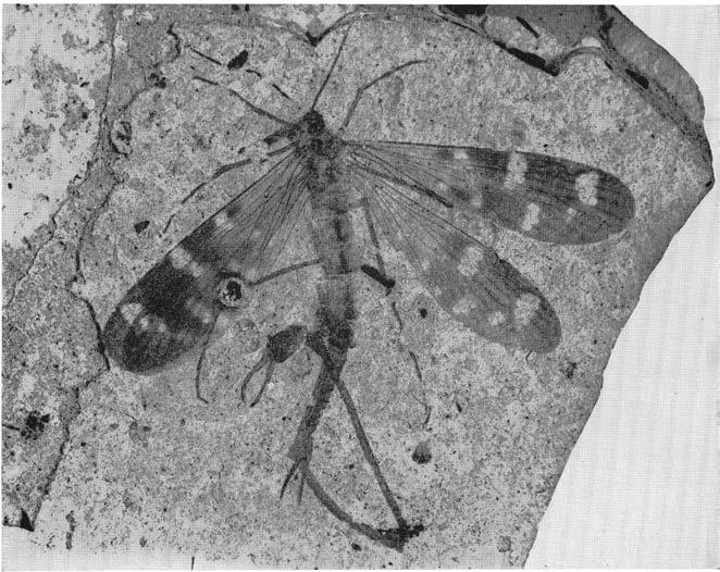 A snakefly from the Miocene shales of Colorado.