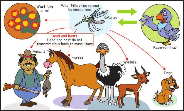 West Nile virus (WNV) is an infectious disease transmitted to humans, horses and other animals by mosquitoes that have fed on infected birds.
