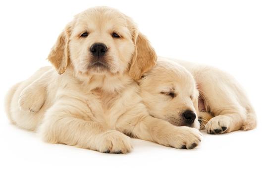 Guide Dogs Puppy Development and