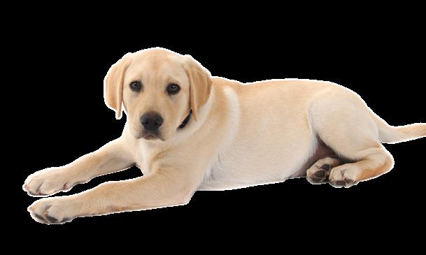 House training Ensuring your puppy is clean in the house is not only essential for its future guide dog owner who will eventually own your puppy, but is also a huge benefit for you.