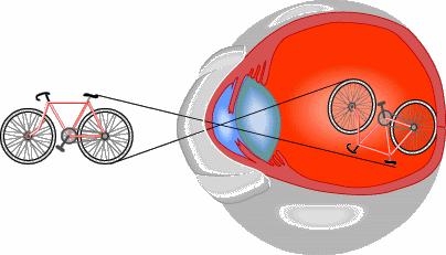 The retina is a point-to-point map of the visual field But the visual
