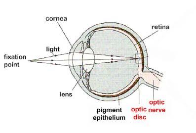 7 The optic nerve