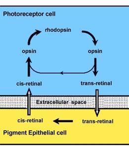 Interactions between the chromophore and the opsin alter photon absorbance 16 The light catcher is 11-cis-retinal covalently