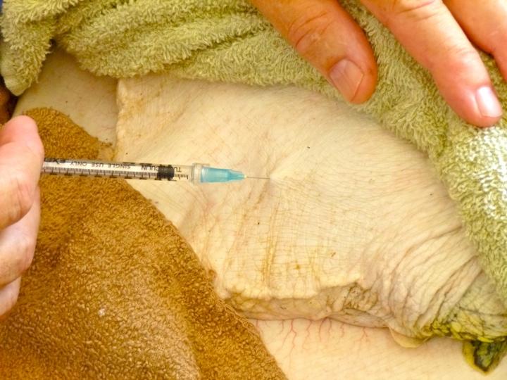 Subcutaneous injection site for softshells and other large turtles (turtle laying on carapace) Bleb Tail under a washcloth