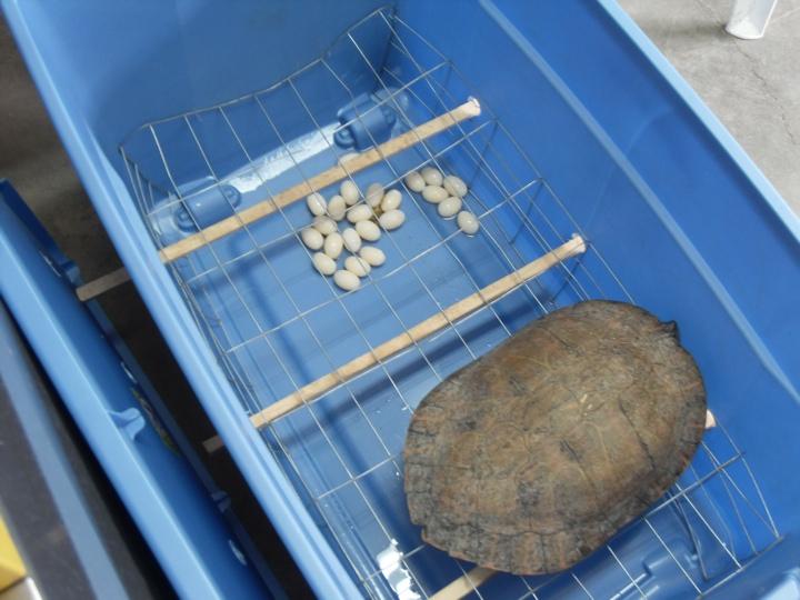 The bottom line for sliders, map turtles or similar size aquatics that failed their first induction Doses: Sedivet (romifidine): 0.5 mg/kg + Lutalyse (prostaglandin F2 alpha): 1.