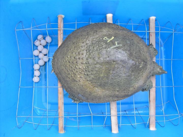 Bottom line for softshell turtles, snapping turtles and similar sized aquatic turtles Expected success rate: 75%-90% Use: Lutalyse (prostaglandin F2 alpha): 1.