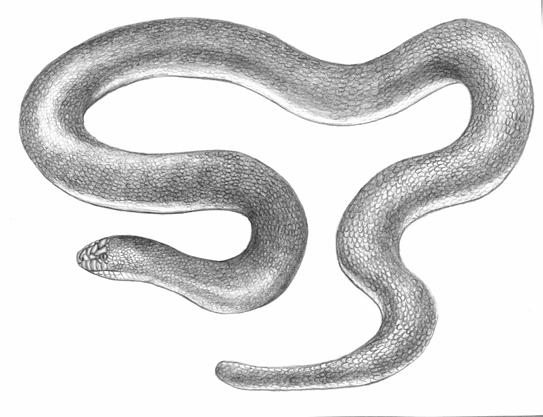 COSEWIC Assessment and Status Report on the Rubber Boa