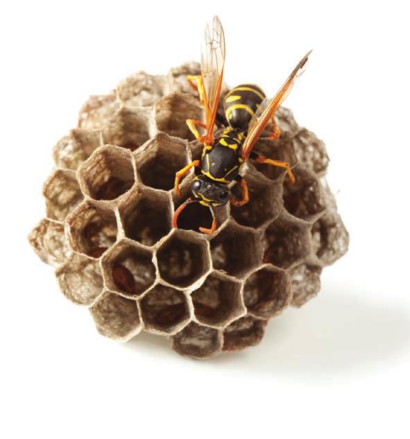 However pest controllers remember that cool, wet summer when the number of wasp nest treatments fell by up to 90%.