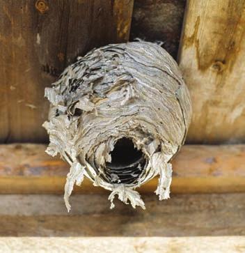 Wasp traps may also help, but should be sited to avoid attracting wasps into sensitive areas.