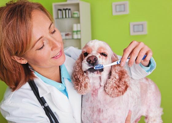skill builder Q&A: a team approach to dental Care Consider this advice to get your whole team on board to offer the topnotch dental care pets need for better health.