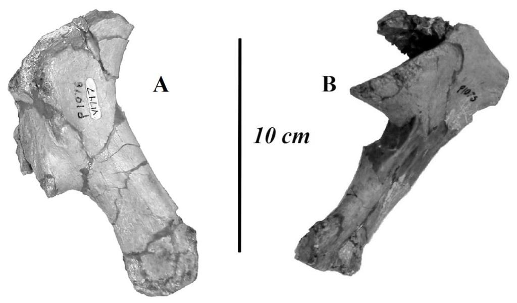 B 10cm Fig. 10. Surangulars of MNA V1747. Right surangular (A) medial view and Left surangular (B) medial view. (Photos by J.