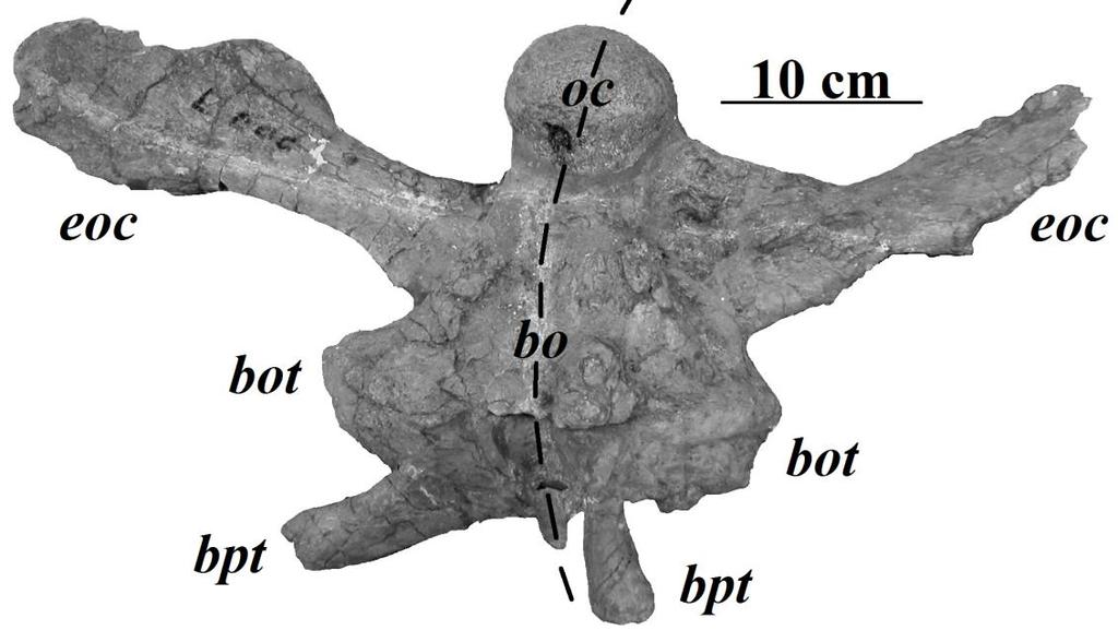 , 10 cm Fig. 14. Ventral view of braincase of MNA V1747, (Foramen magnum and supraoccipital are not visible in ventral view).