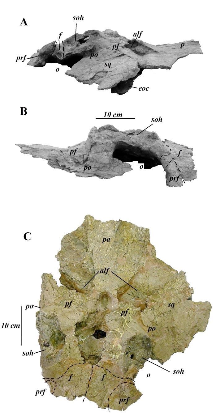 soh Fig. 15. Skull roof of MNA V147. (A) Left lateral view, (B) right lateral view, and (C) dorsal view of skull roof elements.