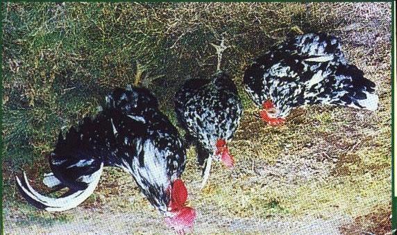 Fig 2.2.3 A Lebowa-Venda cock and two hens - ARC Poultry Unit at Glen. The Lebowa-Venda breed was first described by a veterinarian, Dr.