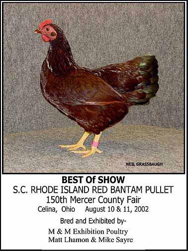 For over 50 years these breeds were crossed together, with no other purpose than to gain a strong, hardy chicken with excellent laying ability.