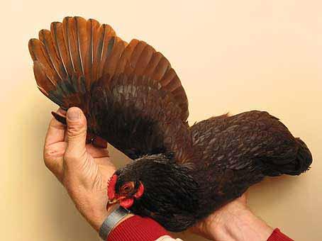 Below: A Bantam hen with an even and intense colour, also in the wings. 2. Black in the plumage. Older hens often have black tipped feathers at the shoulders or other parts of the plumage.