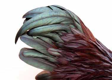 This should not be, as the Standard demands a solid black feather. Only the upper two tail feathers are allowed to have any red lacing. Above: Hen tail; ideal shape and colour.
