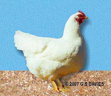 Finally The article Chicken Run in our August issue mentioned WHITE Rhode Island bantams.