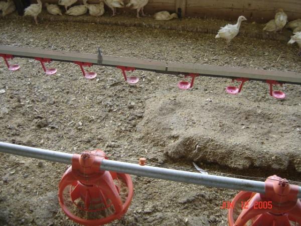 Bedding Material Litter plays an important role in moisture management within the turkey barn. It acts as a sponge absorbing moisture and allowing for the dilution of fecal material.