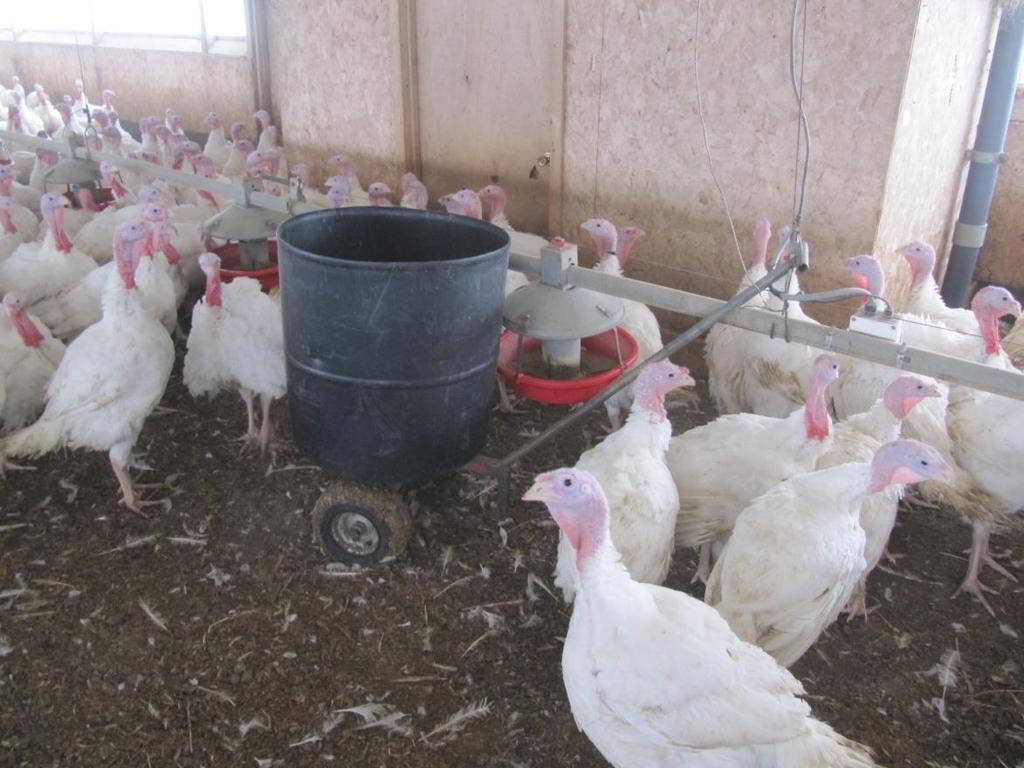 Litter amendments Products typically used: PLT Poultry Guard AL Clear+ Klasp Action of amendments: Ammonia ph moisture microbes in litter - including Salmonella Westerman, Shah, Parsons.