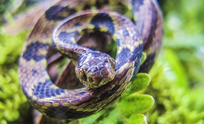 Dipsas trinitatis (Trinidad Snail-eating Snake) Family: Dipsadidae (Rear-fanged Snakes) Order: Squamata (Lizards and Snakes) Class: Reptilia (Reptiles) Fig. 1.